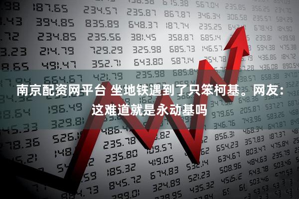 南京配资网平台 坐地铁遇到了只笨柯基。网友：这难道就是永动基吗